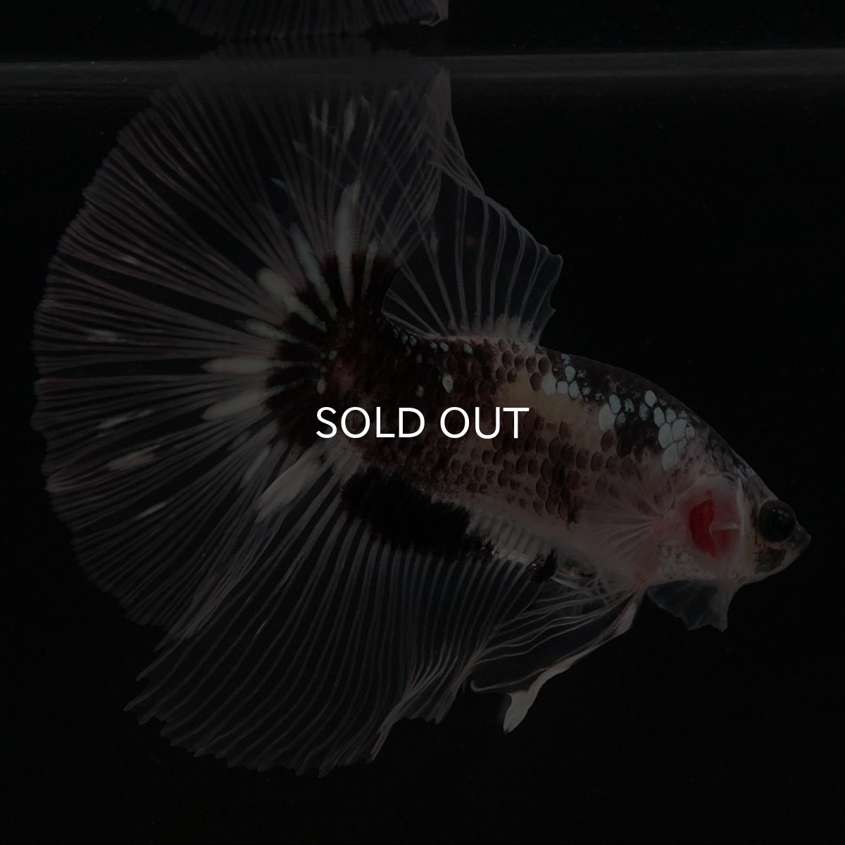 画像10: HM ブラックファンシー クリアフィン (10)