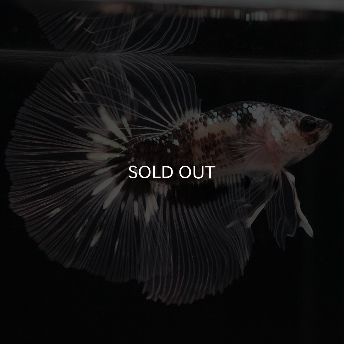 画像6: HM ブラックファンシー クリアフィン (6)