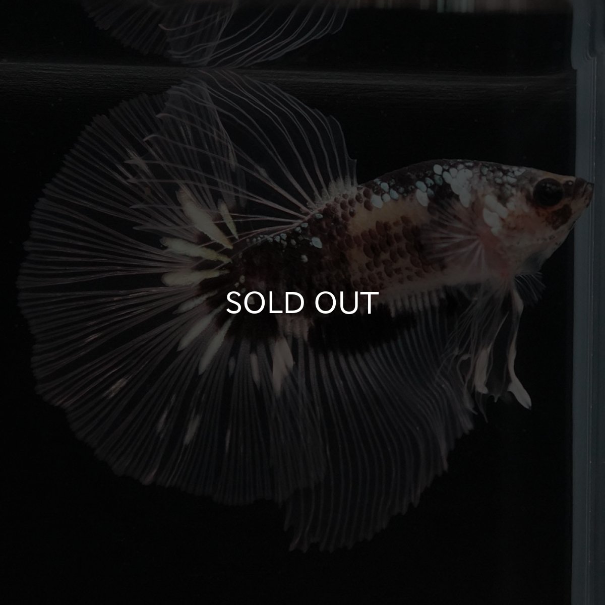 画像8: HM ブラックファンシー クリアフィン (8)