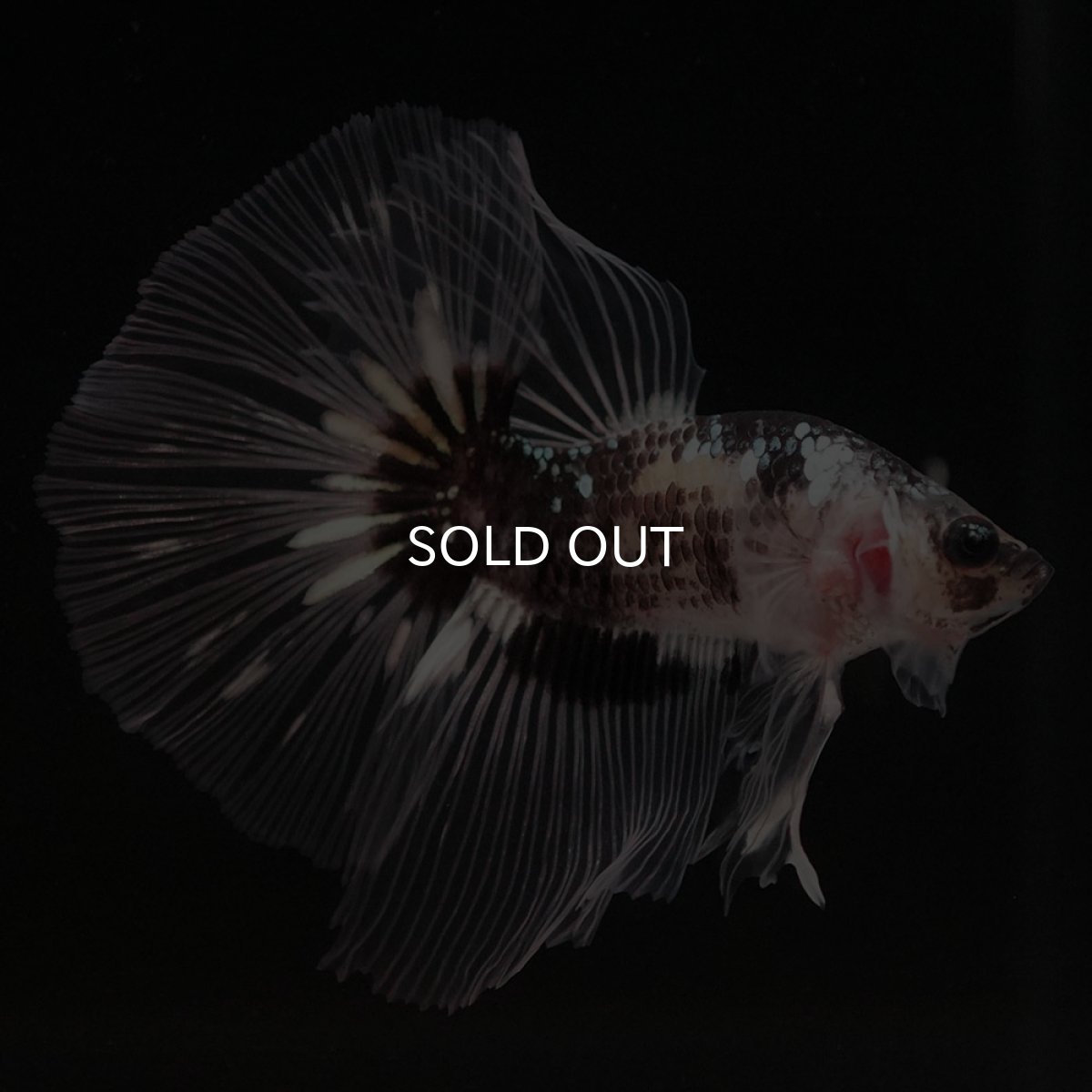 画像4: HM ブラックファンシー クリアフィン (4)