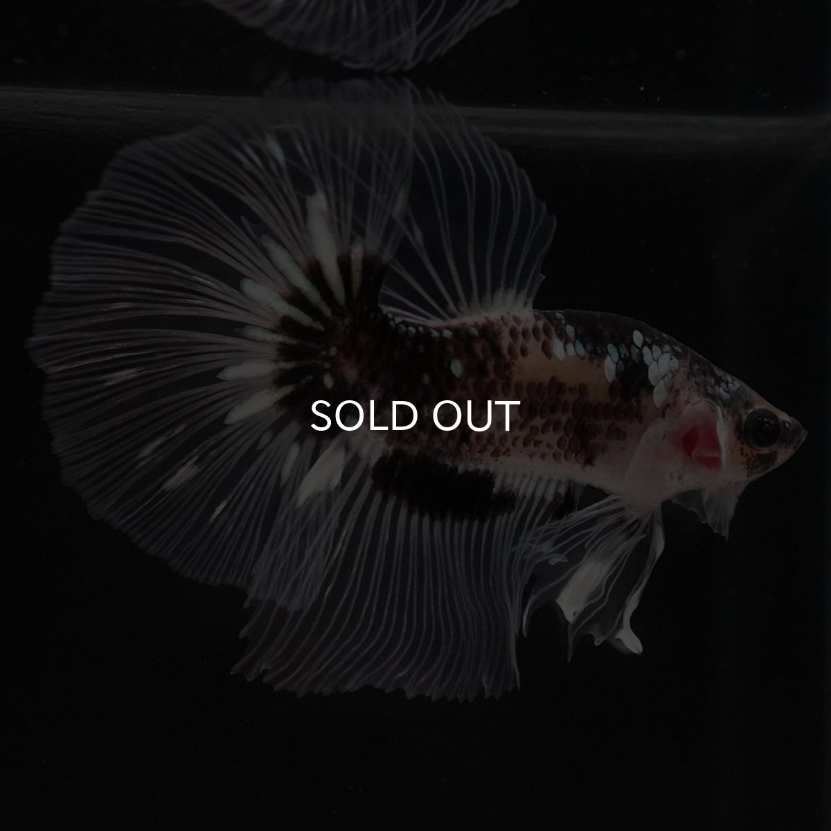 画像2: HM ブラックファンシー クリアフィン (2)