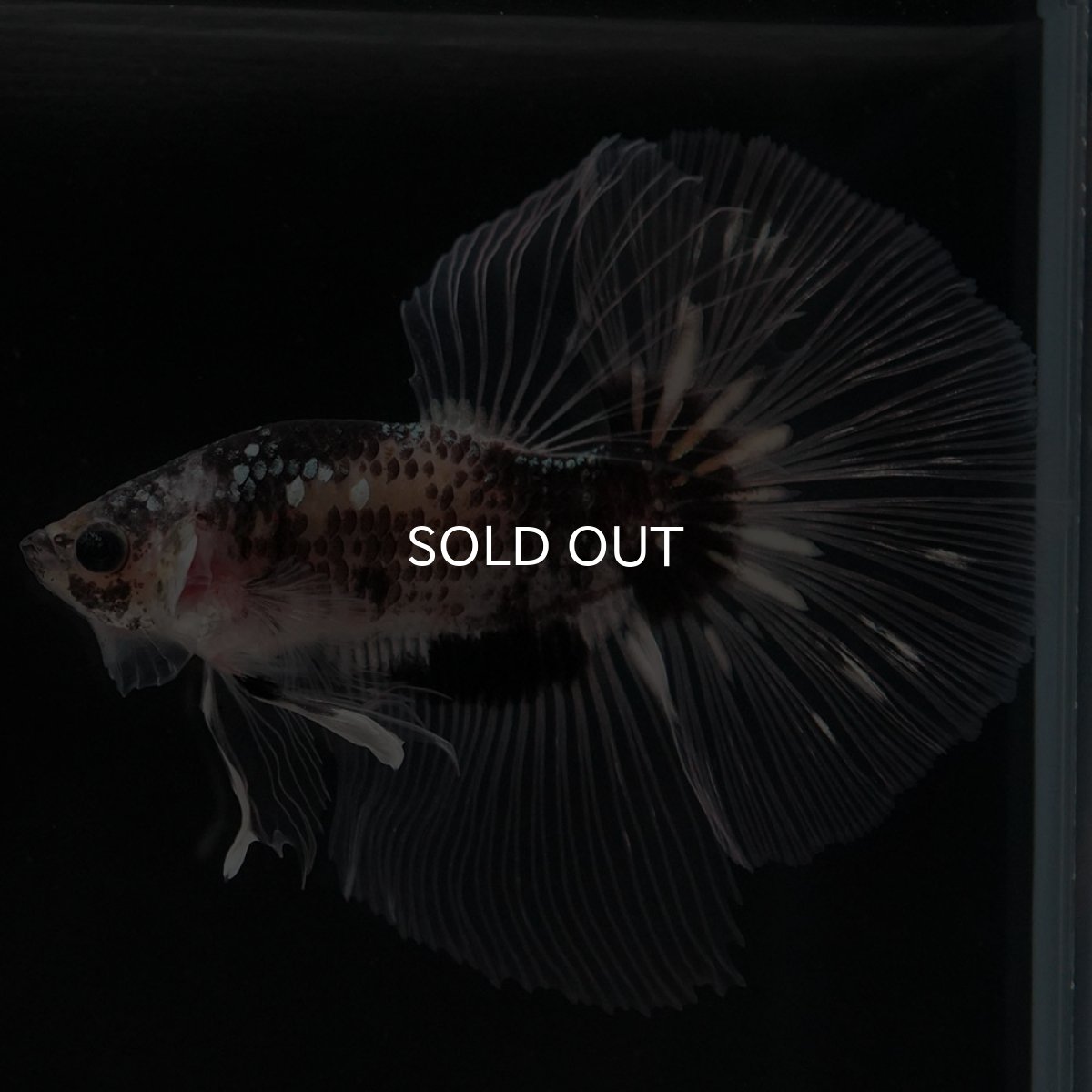 画像7: HM ブラックファンシー クリアフィン (7)