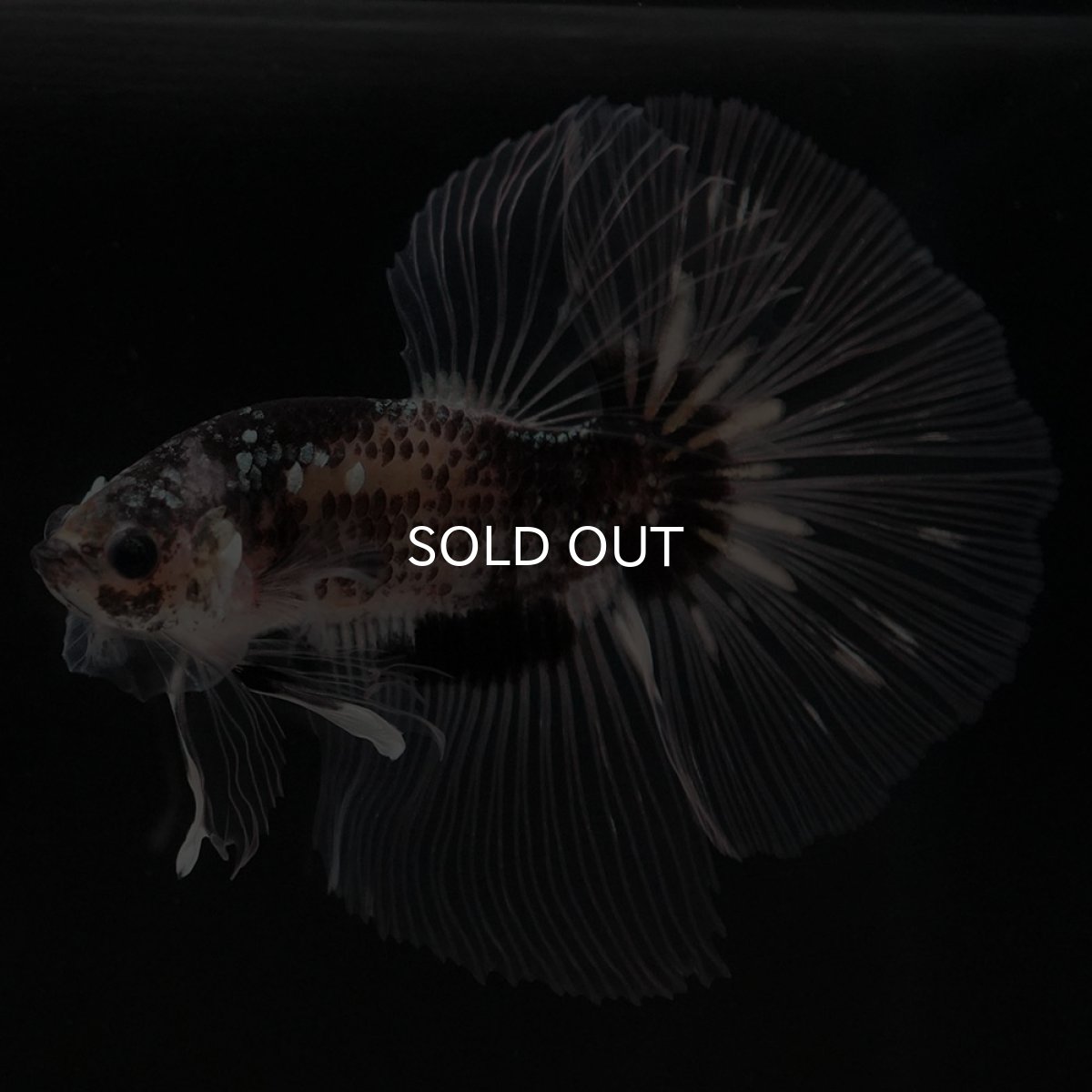 画像3: HM ブラックファンシー クリアフィン (3)