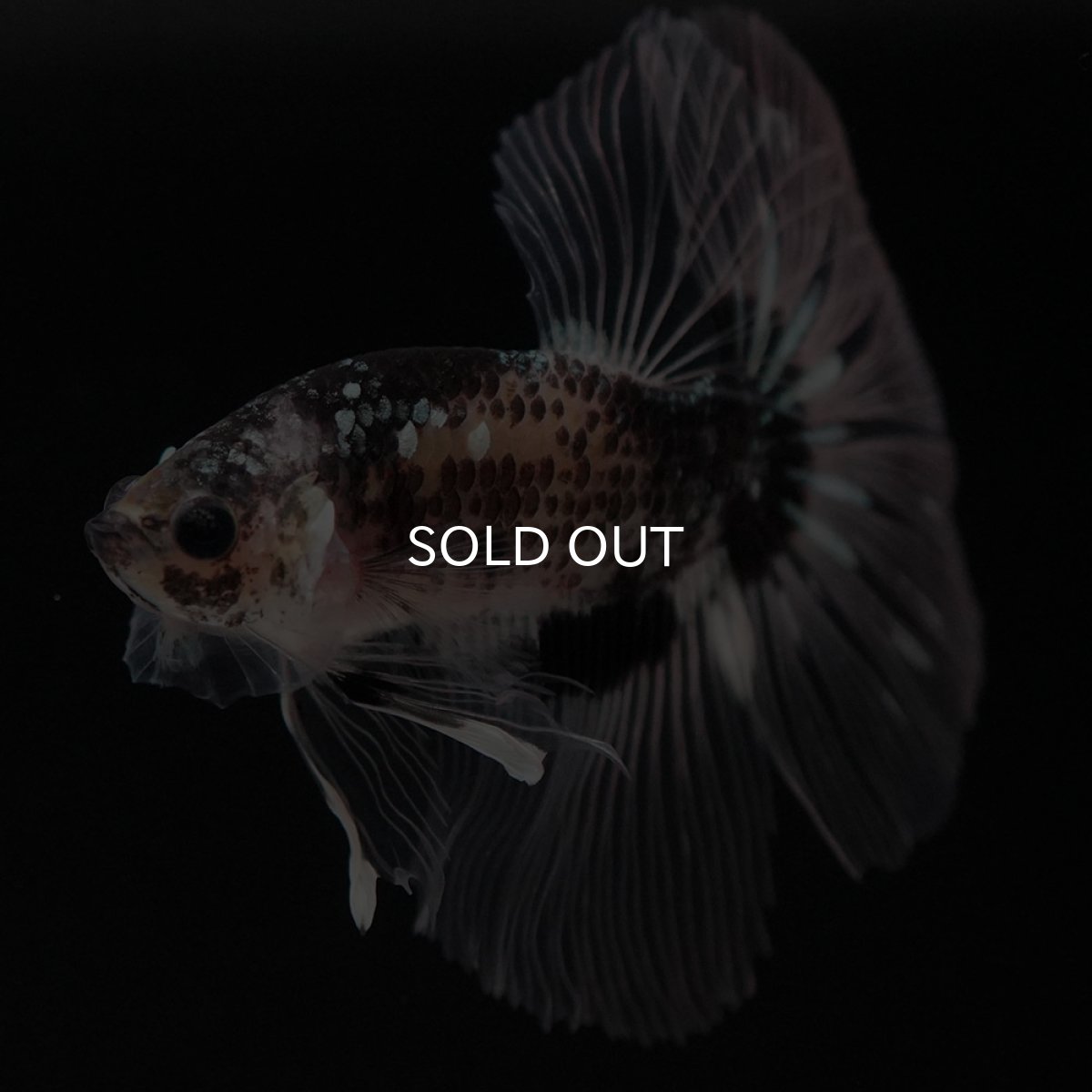 画像5: HM ブラックファンシー クリアフィン (5)