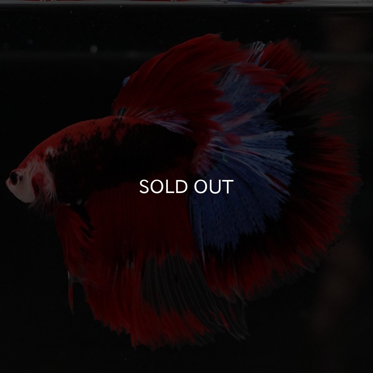 画像5: HM ファンシーレッド (5)