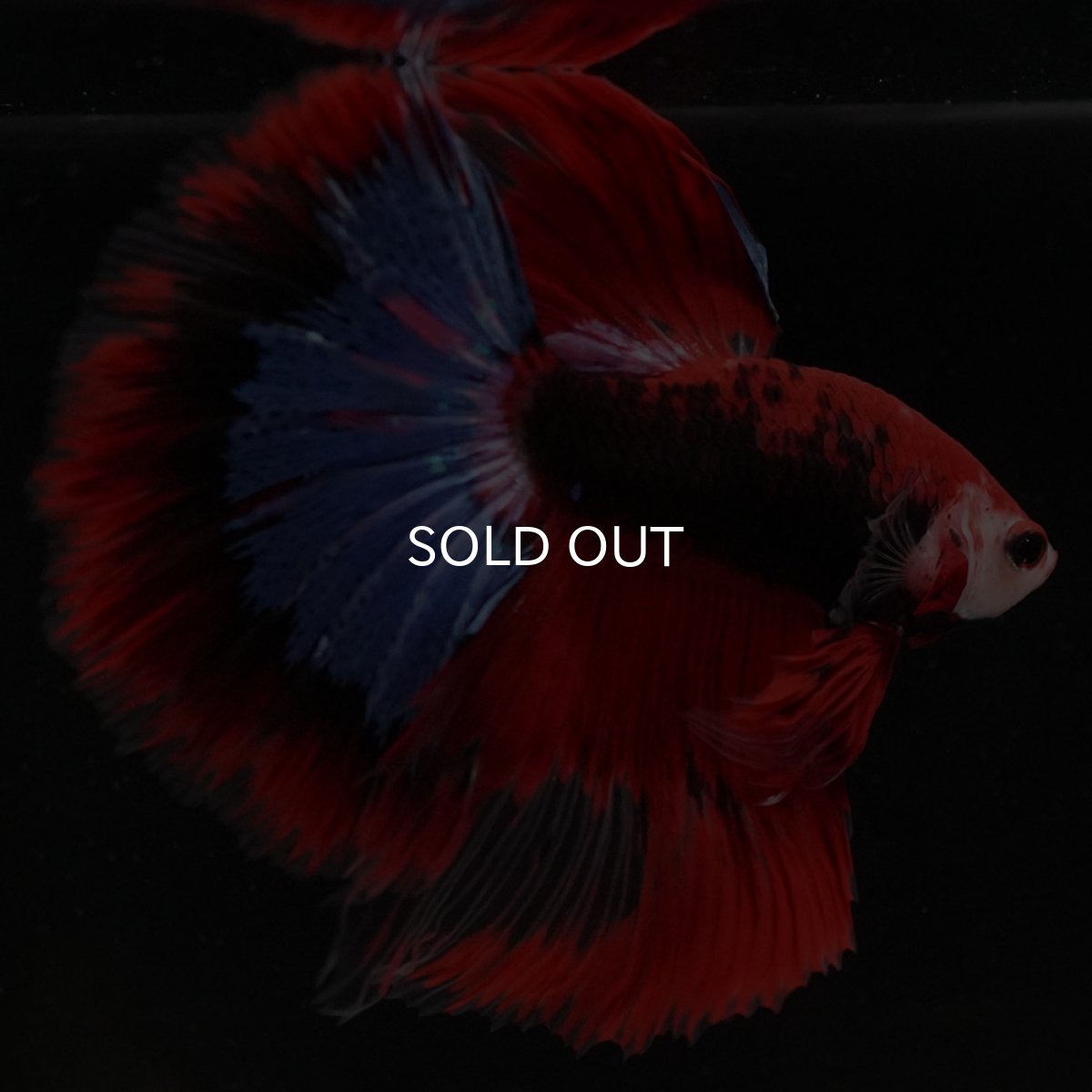 画像9: HM ファンシーレッド (9)