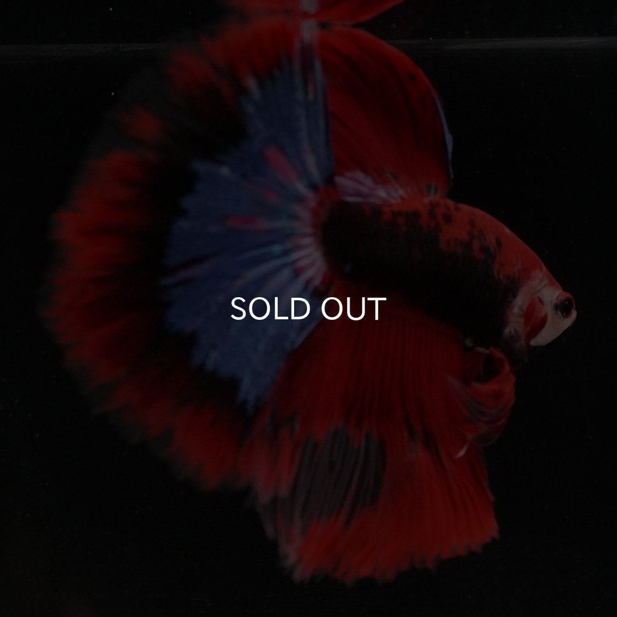 画像8: HM ファンシーレッド (8)