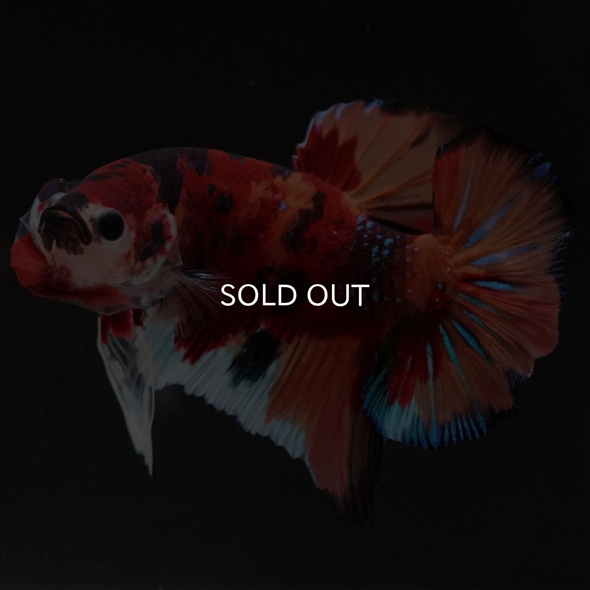 画像5: HMPK キャンディ (5)