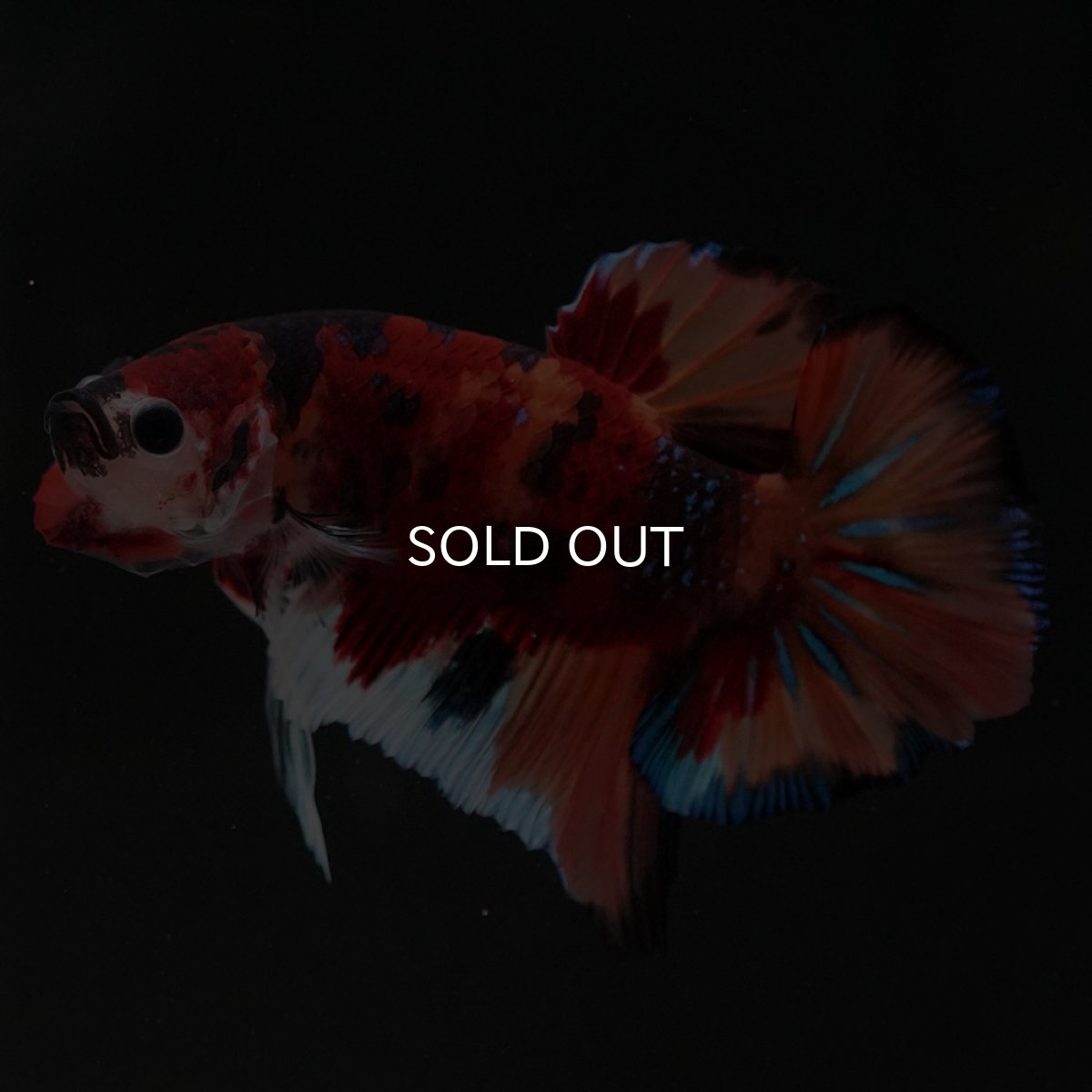 画像3: HMPK キャンディ (3)