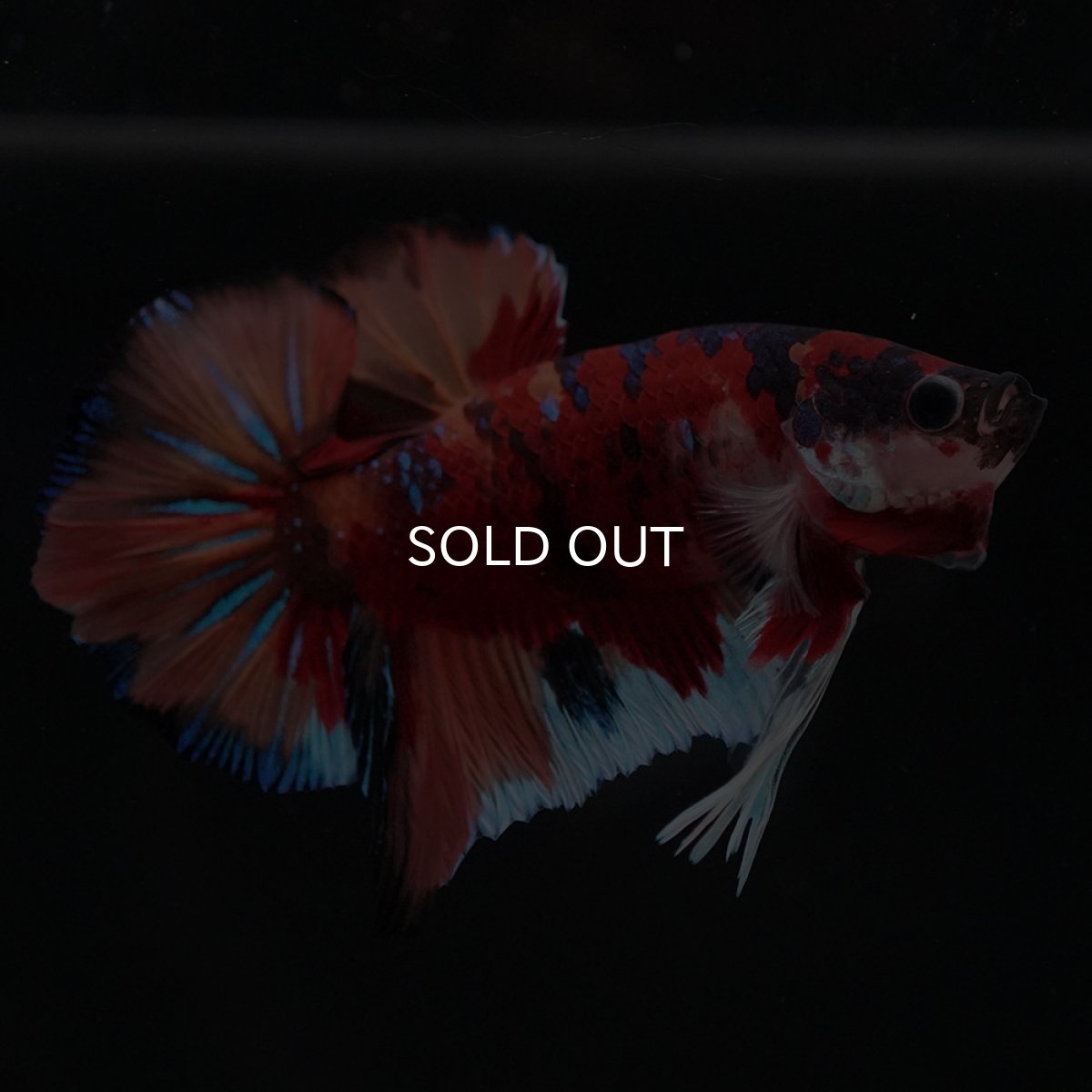 画像10: HMPK キャンディ (10)