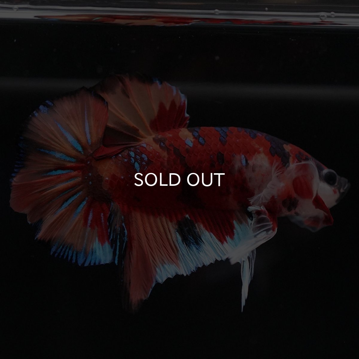 画像9: HMPK キャンディ (9)