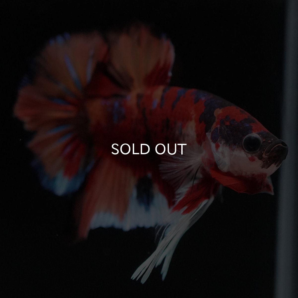 画像8: HMPK キャンディ (8)