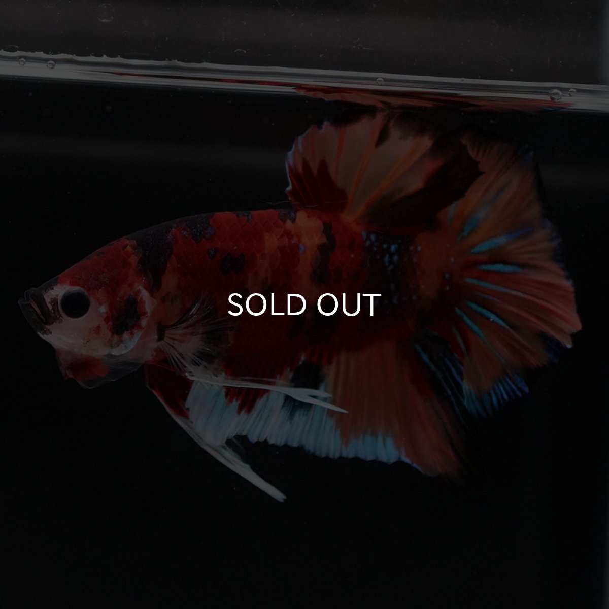 画像7: HMPK キャンディ (7)