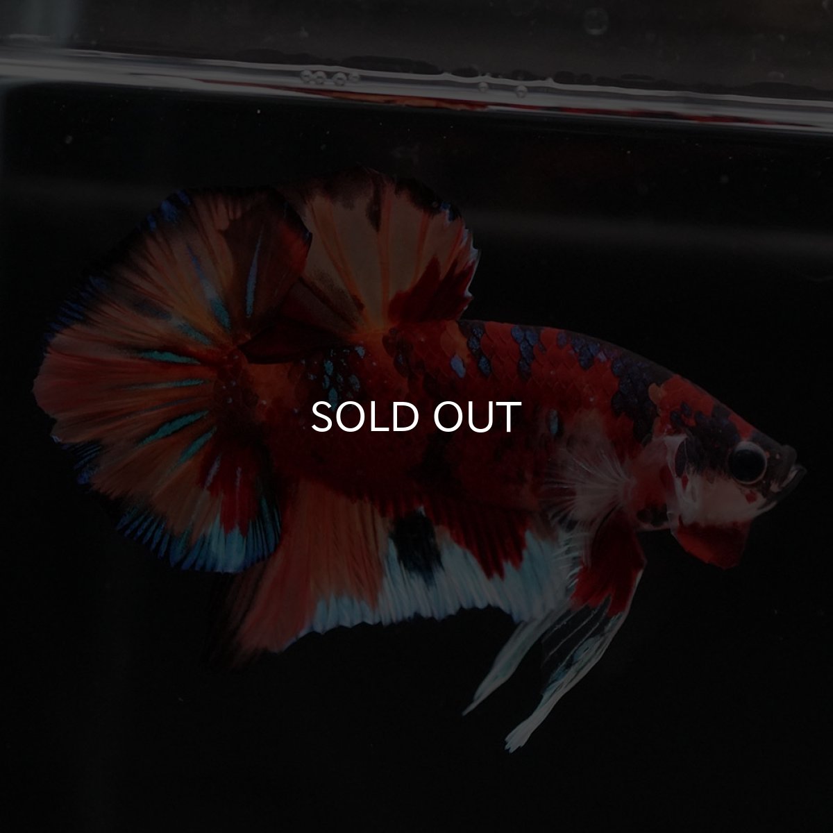 画像6: HMPK キャンディ (6)