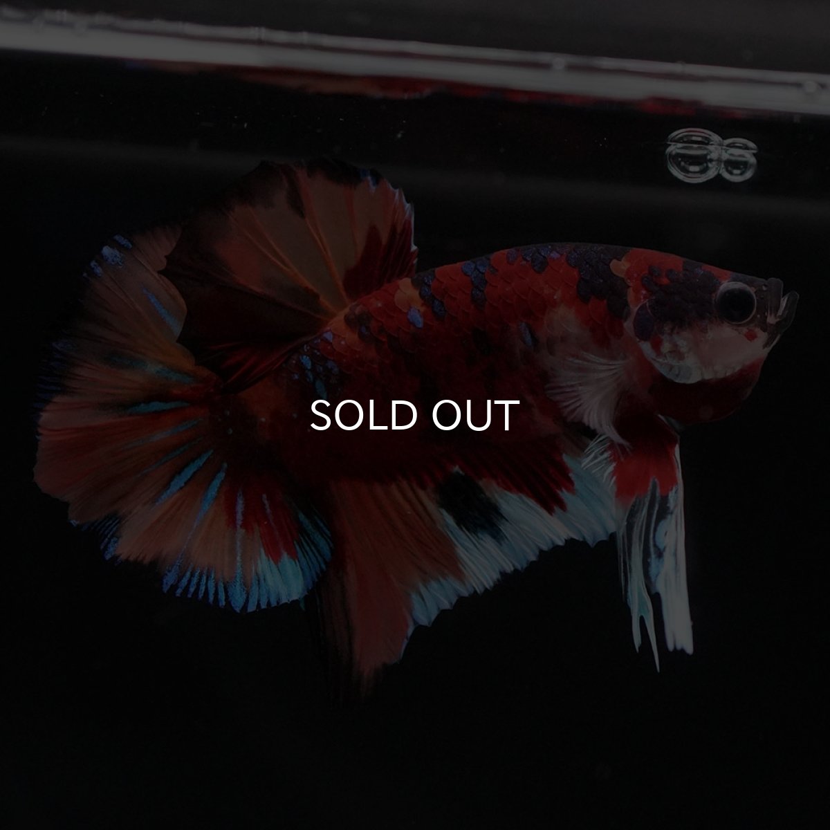 画像4: HMPK キャンディ (4)