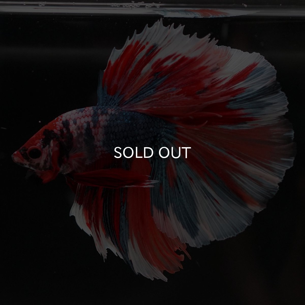 画像4: HM キャンディ (4)