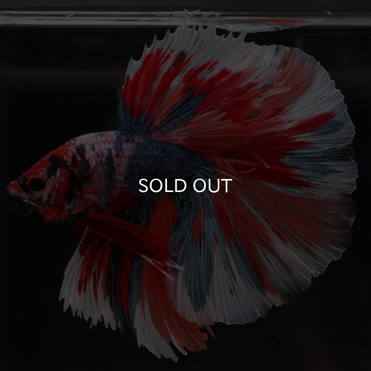 画像2: HM キャンディ (2)