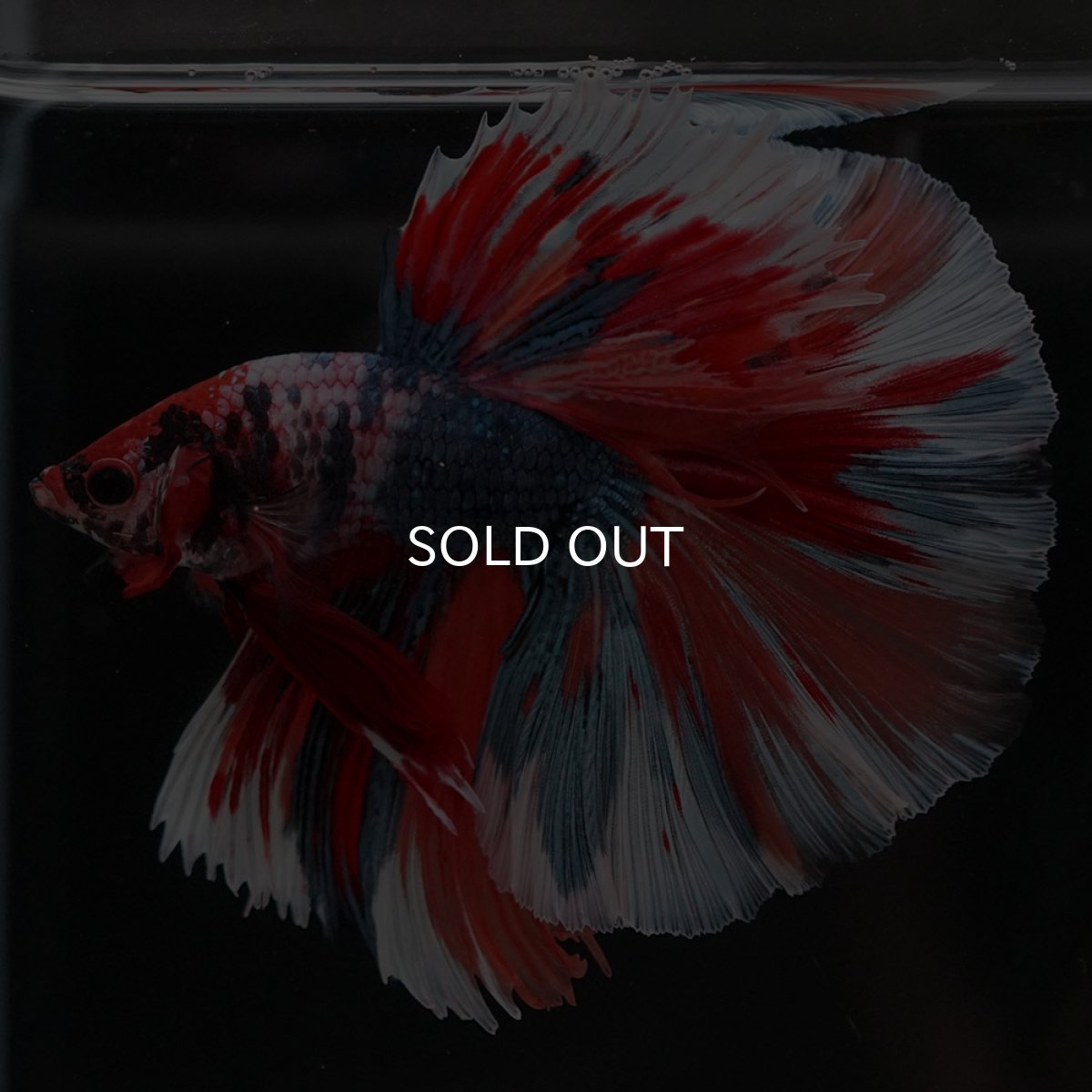 画像6: HM キャンディ (6)