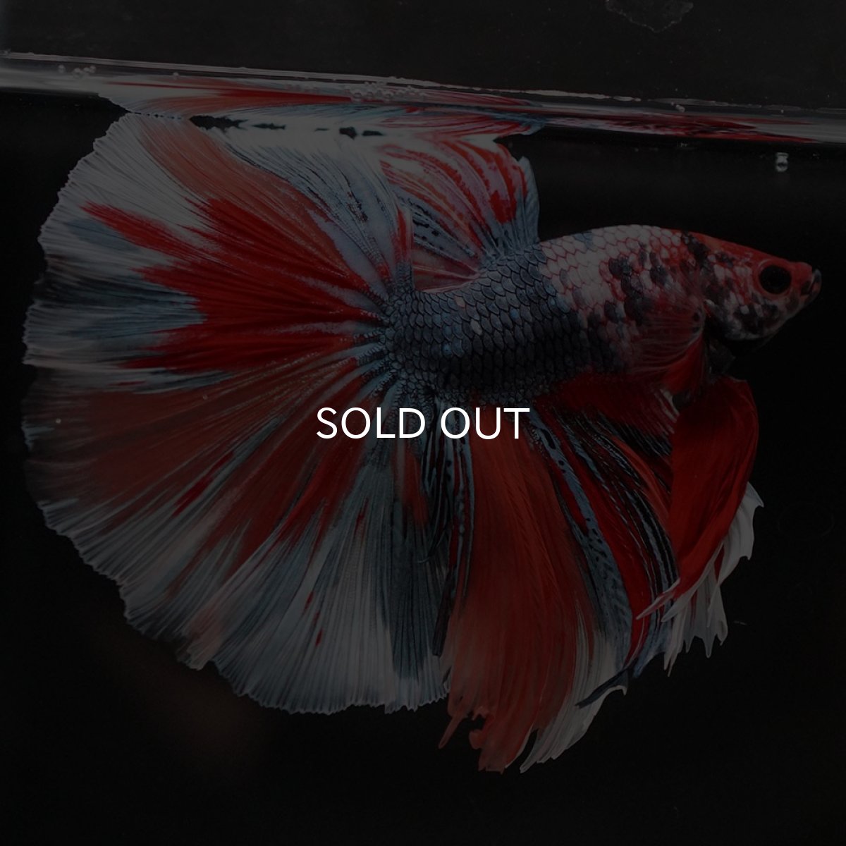 画像9: HM キャンディ (9)