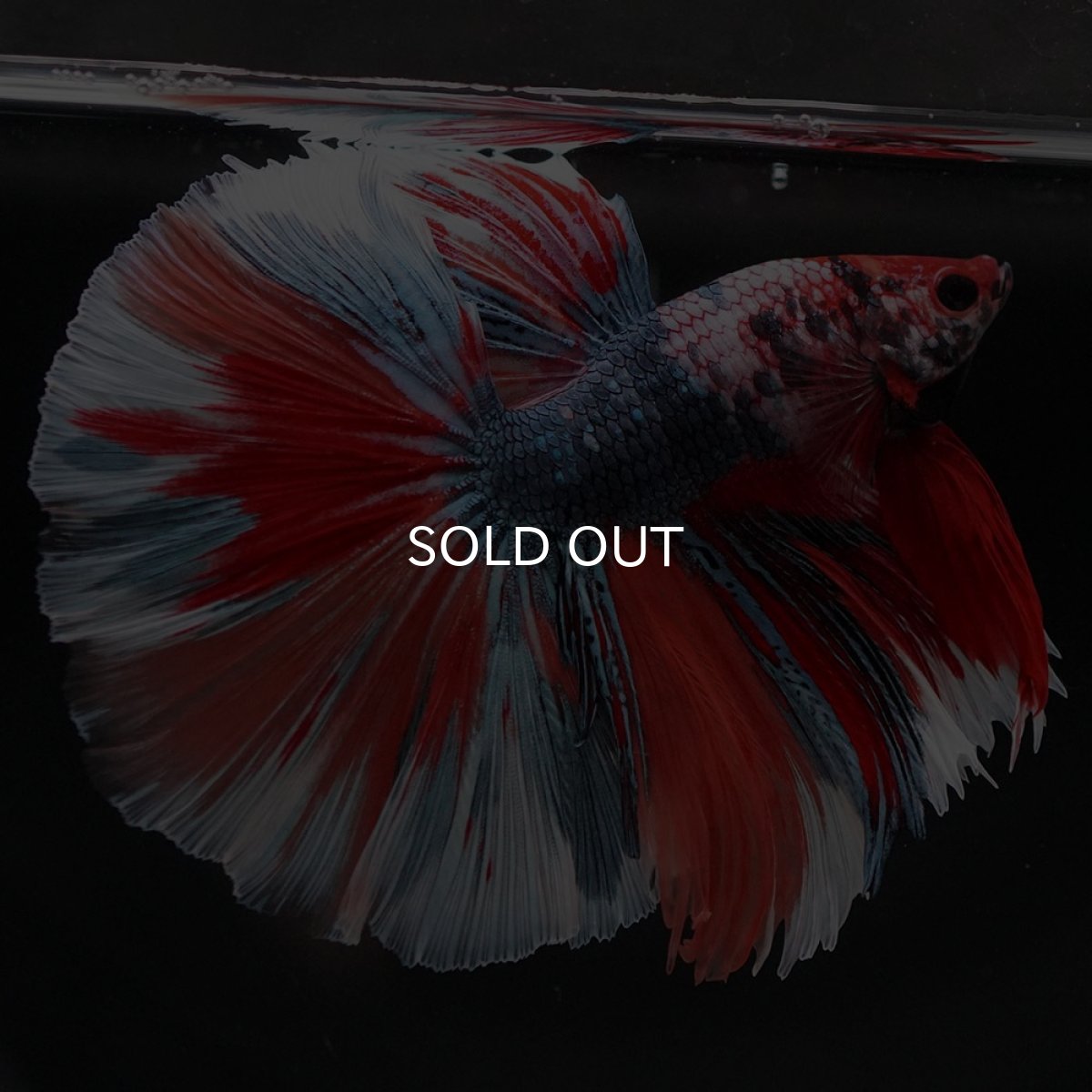 画像7: HM キャンディ (7)