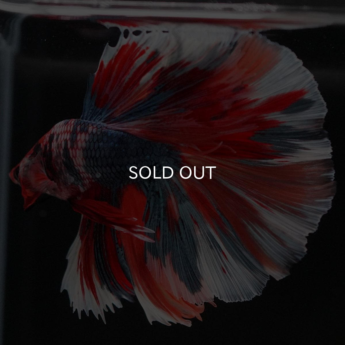 画像8: HM キャンディ (8)