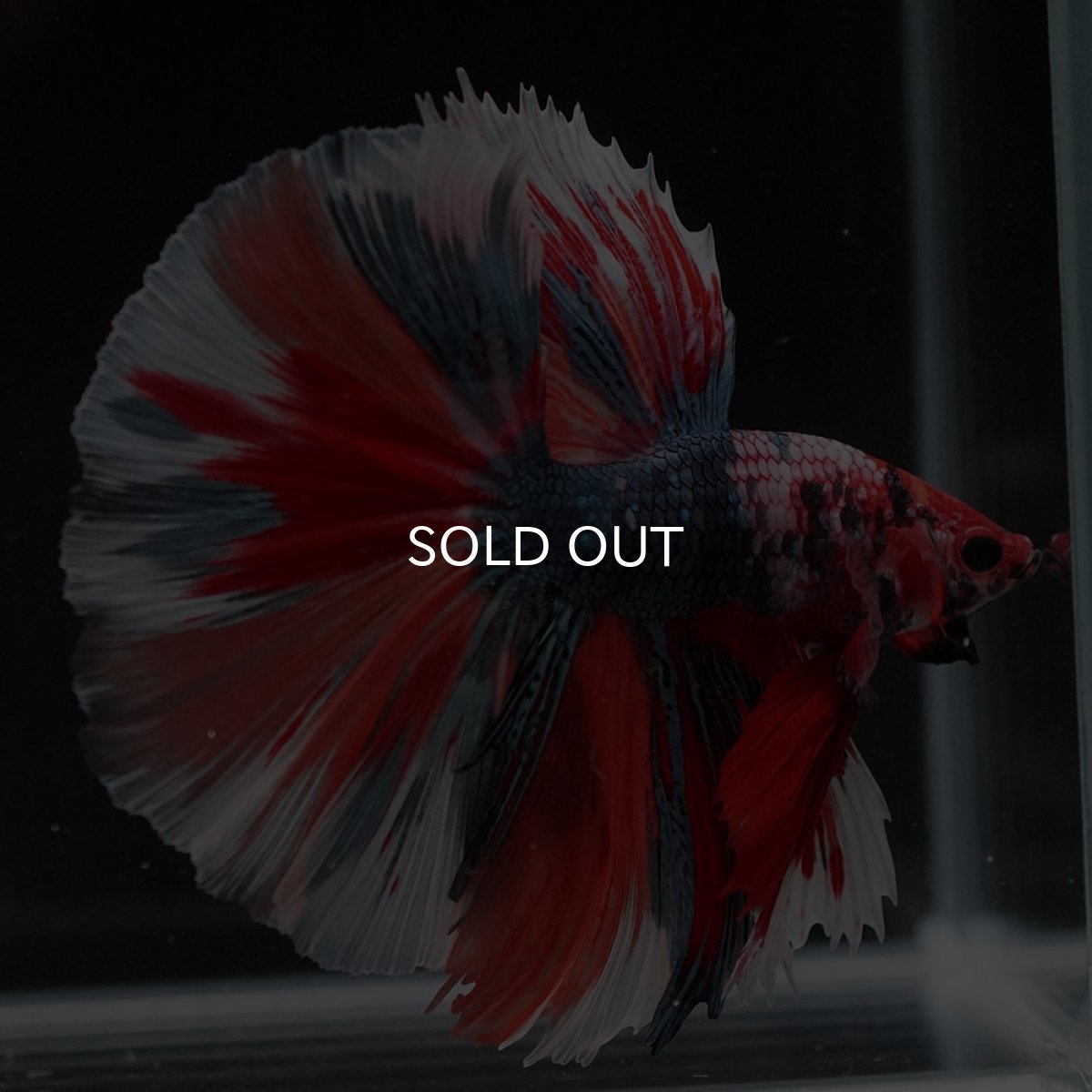 画像5: HM キャンディ (5)