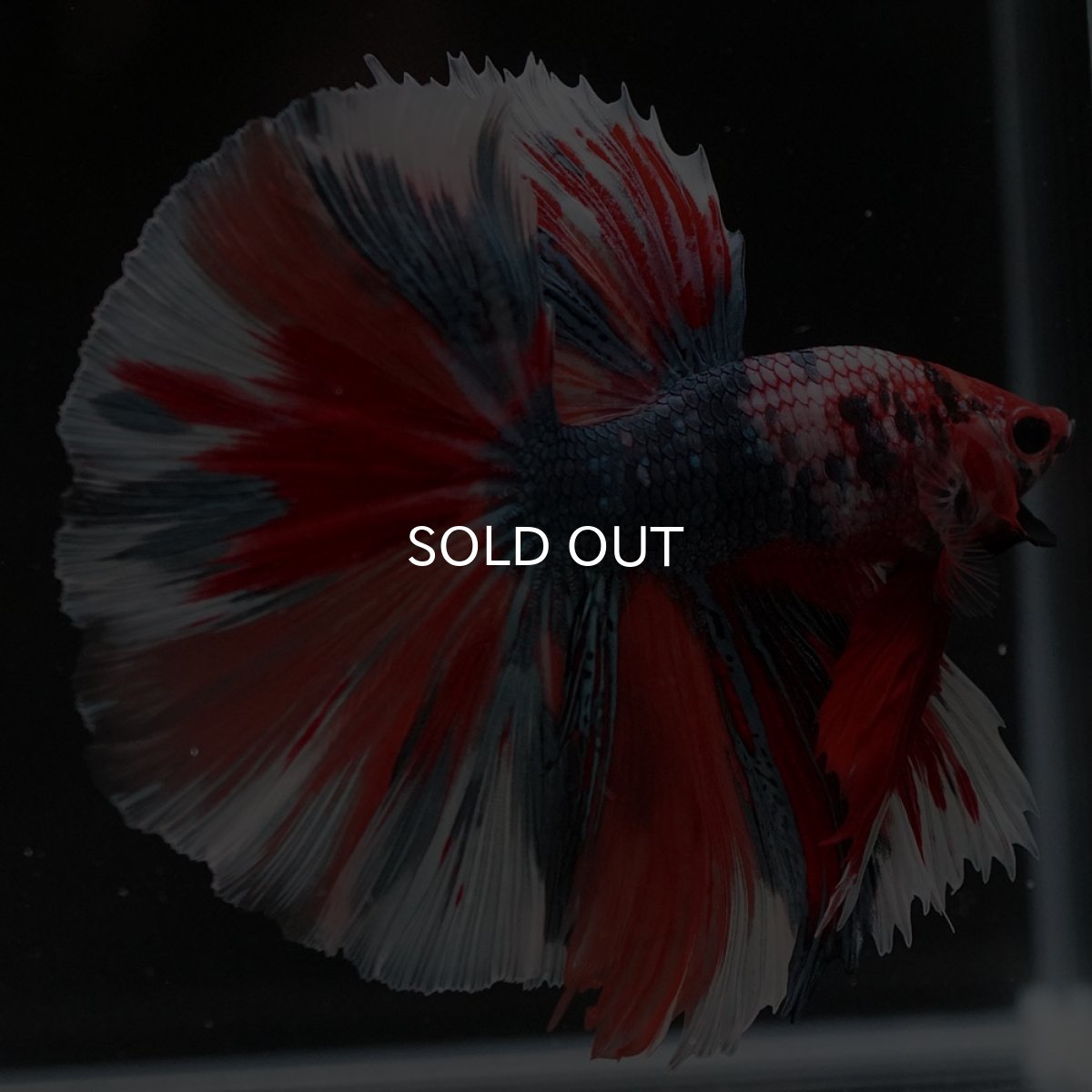 画像3: HM キャンディ (3)