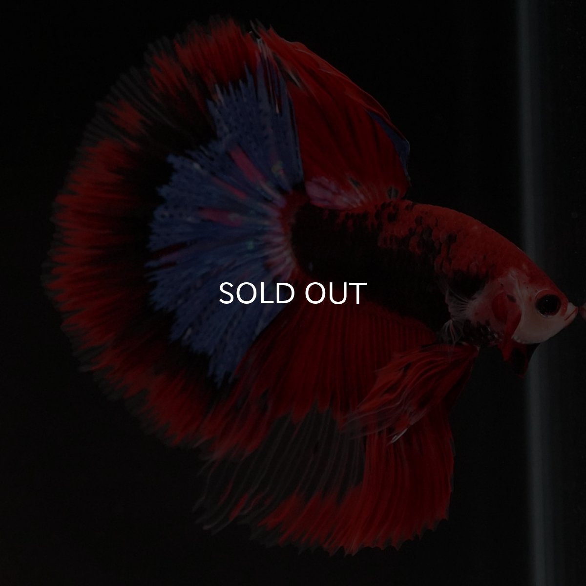 画像7: HM ファンシーレッド (7)