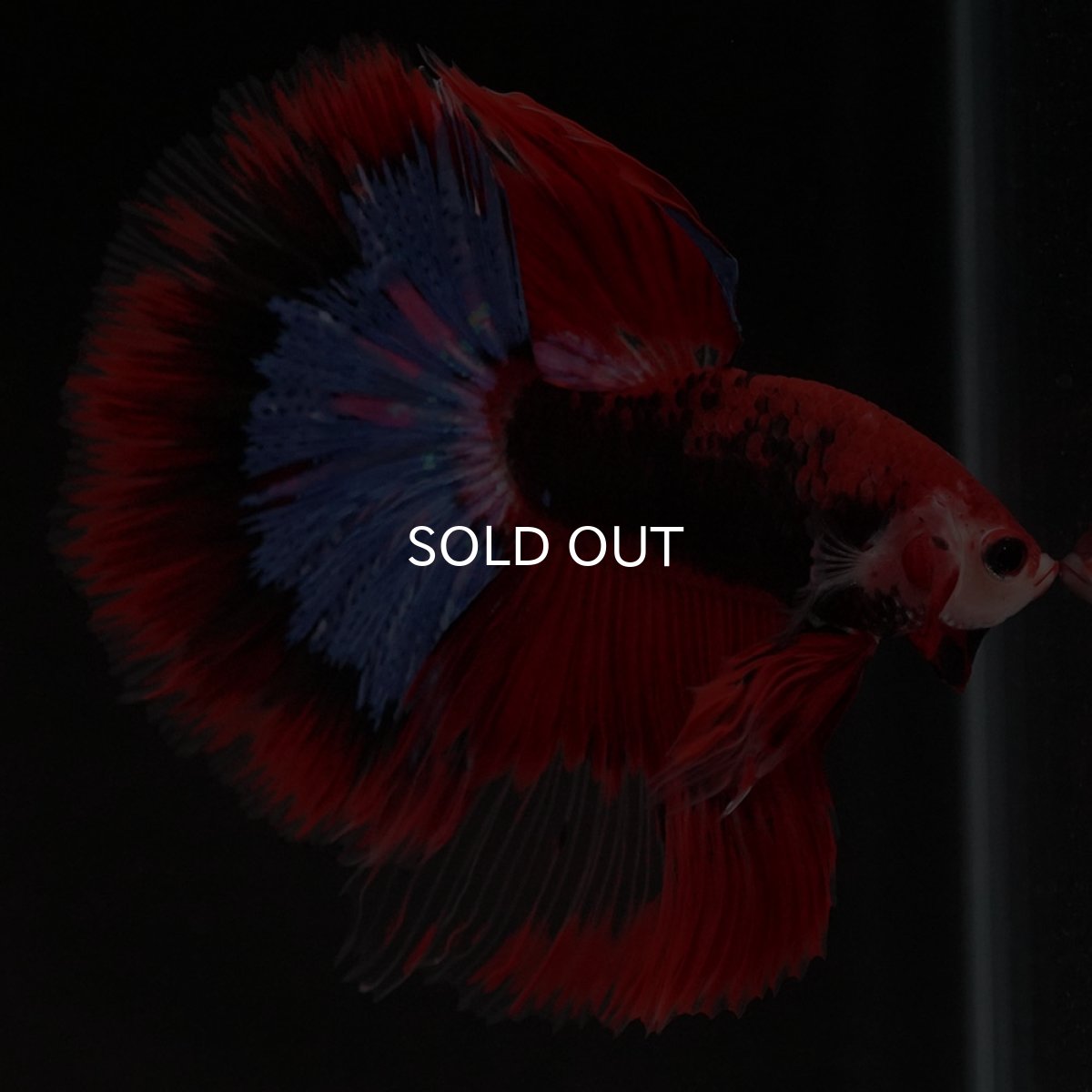 画像6: HM ファンシーレッド (6)