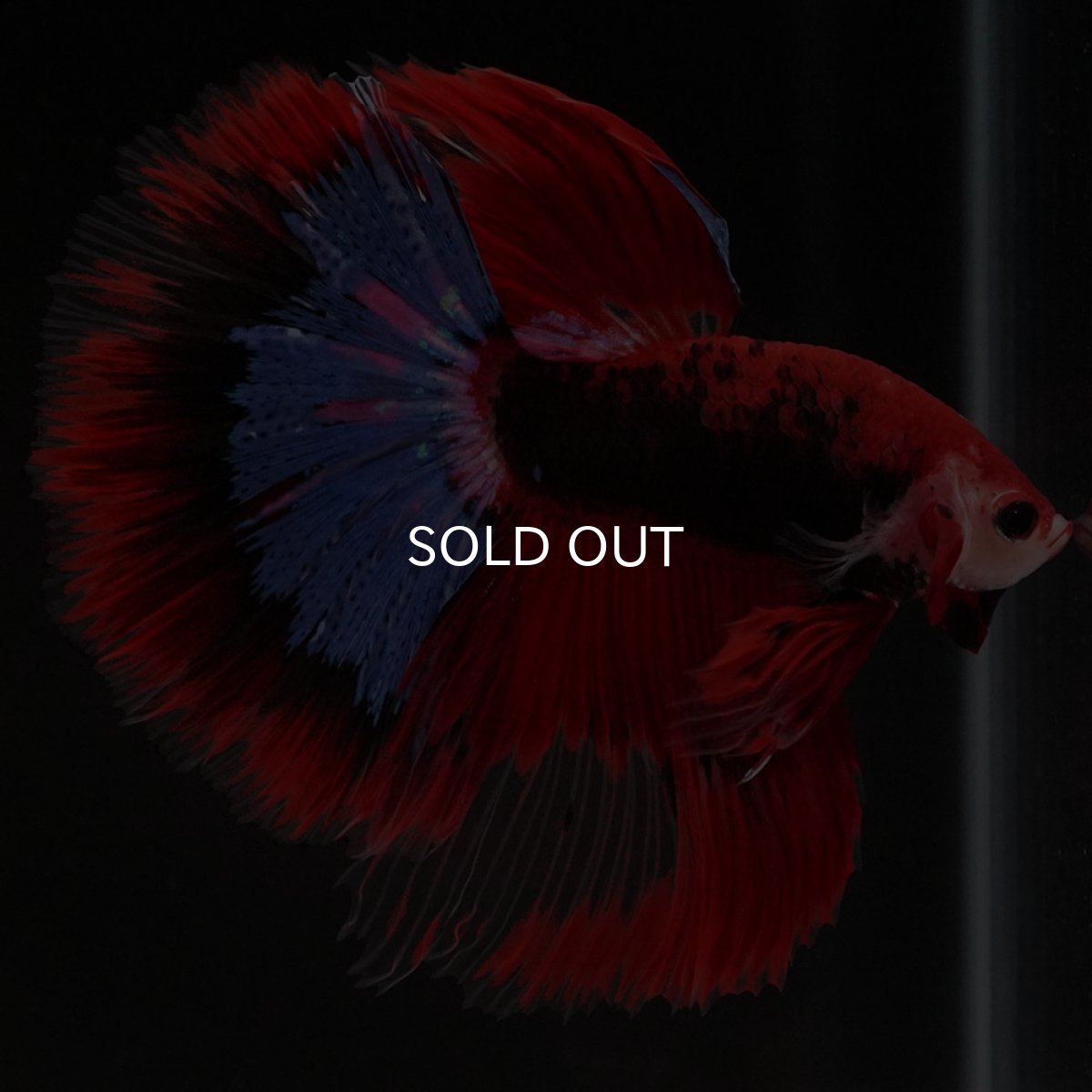 画像3: HM ファンシーレッド (3)