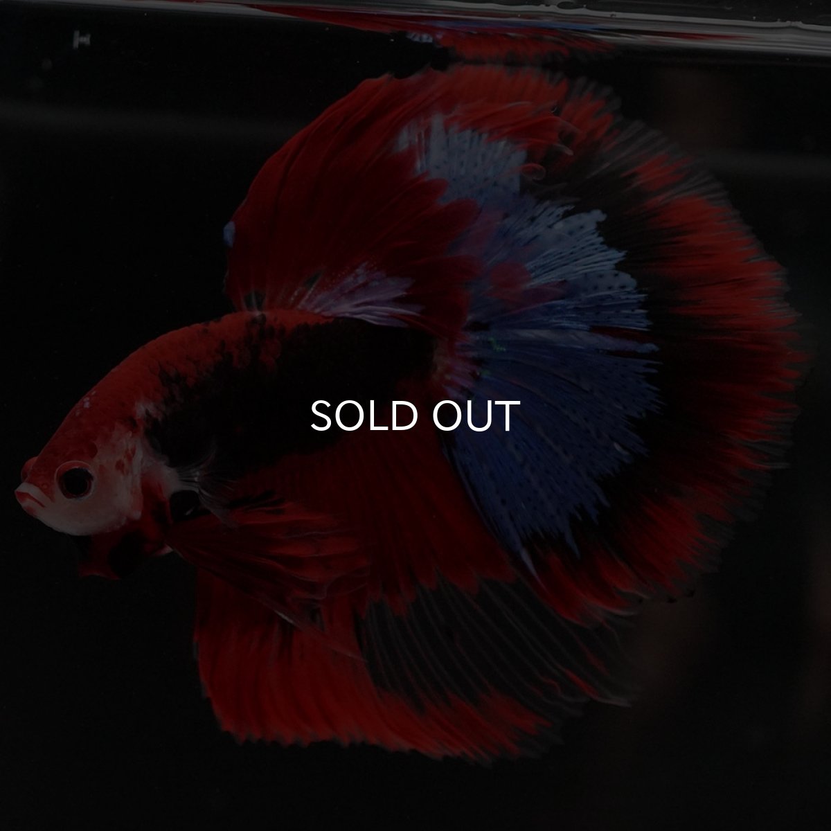 画像4: HM ファンシーレッド (4)