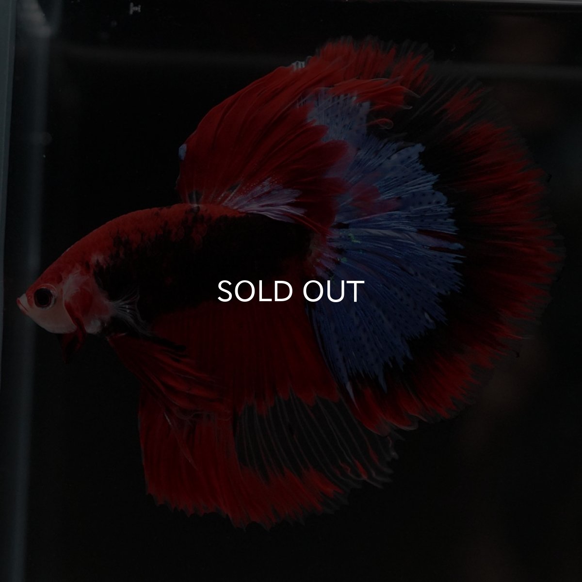 画像2: HM ファンシーレッド (2)