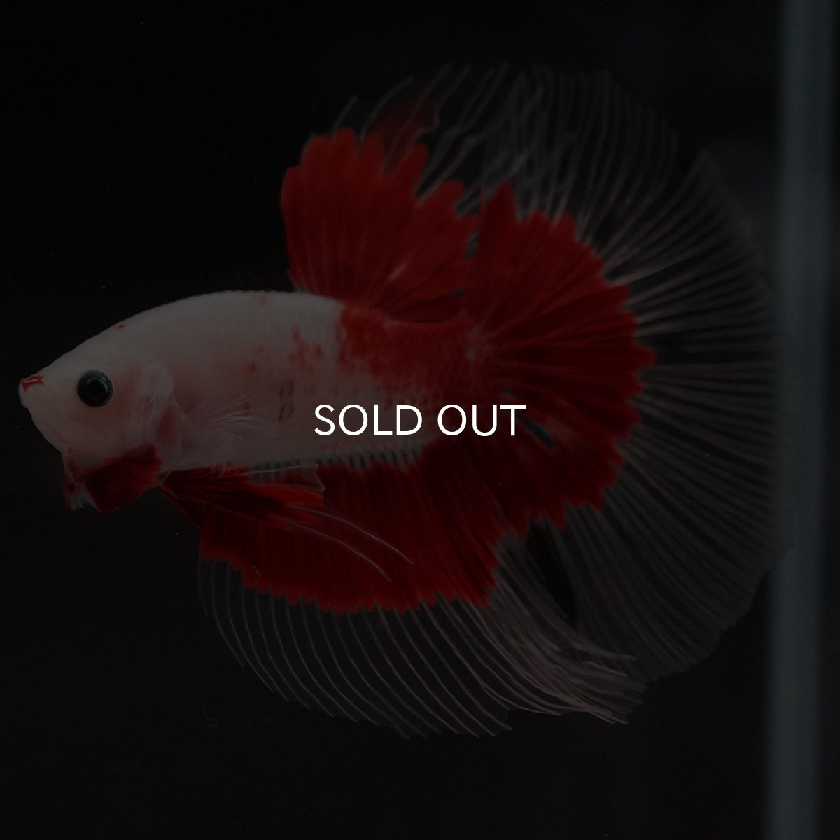 画像11: HM 紅白 クリアフィン (11)