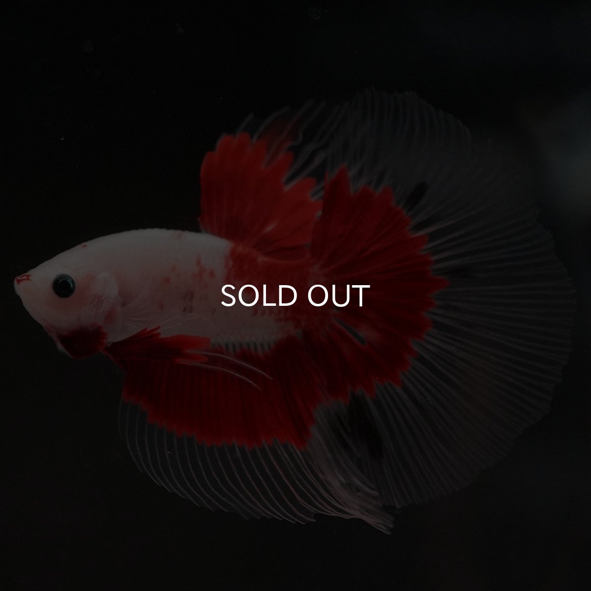 画像7: HM 紅白 クリアフィン (7)