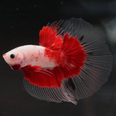 画像7: HM　紅白　クリアフィン (7)