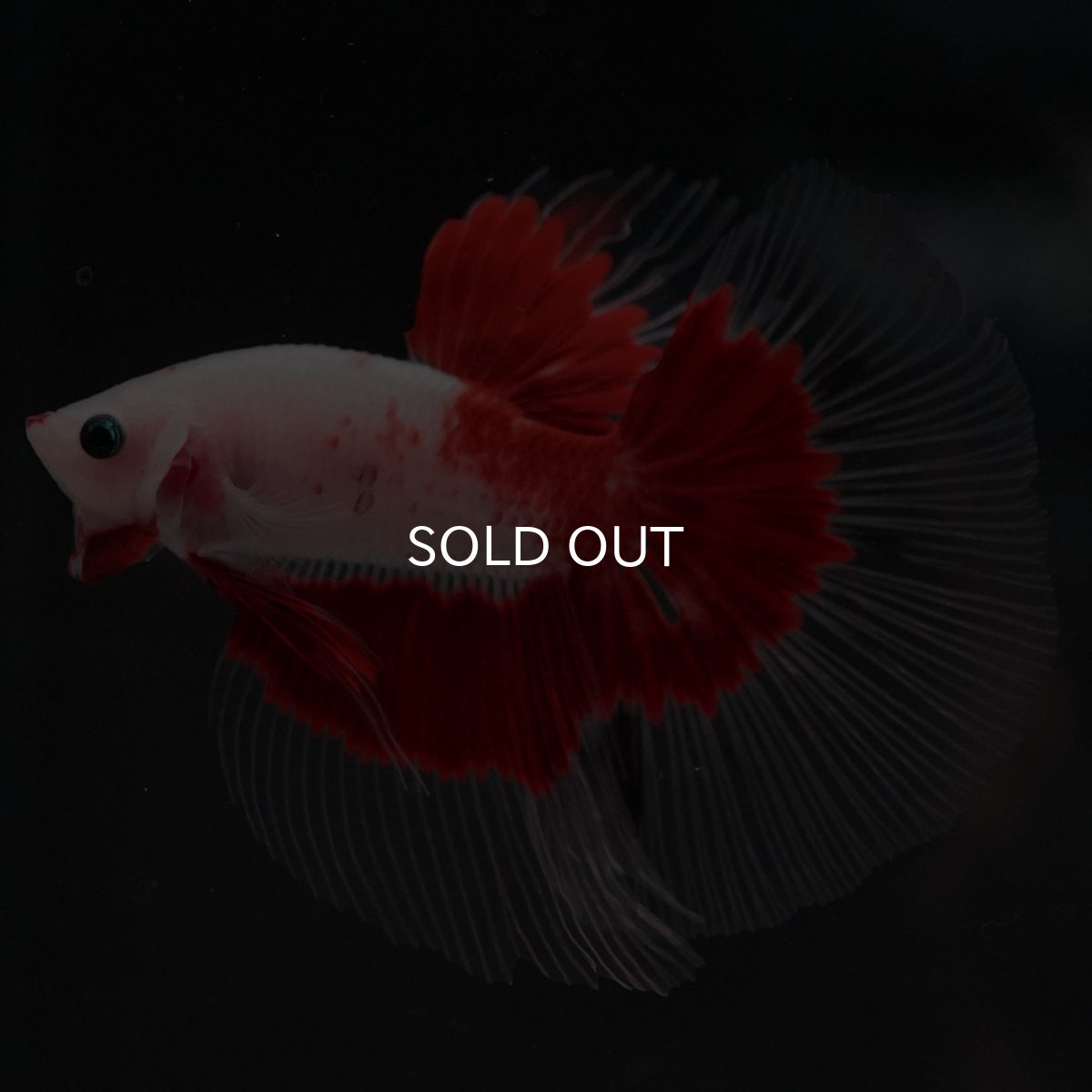 画像5: HM 紅白 クリアフィン (5)