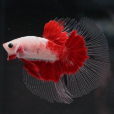 画像5: HM　紅白　クリアフィン (5)