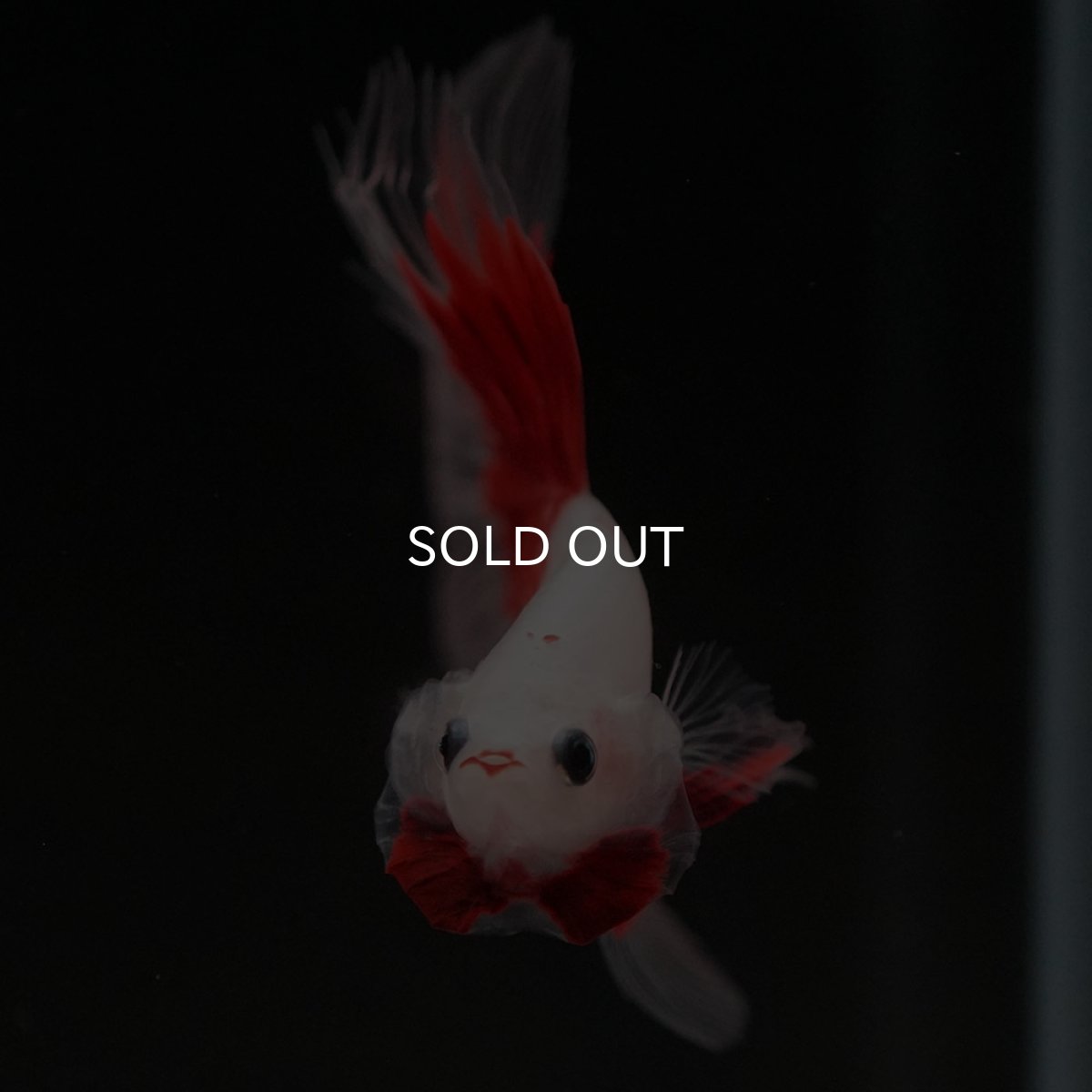 画像3: HM 紅白 クリアフィン (3)