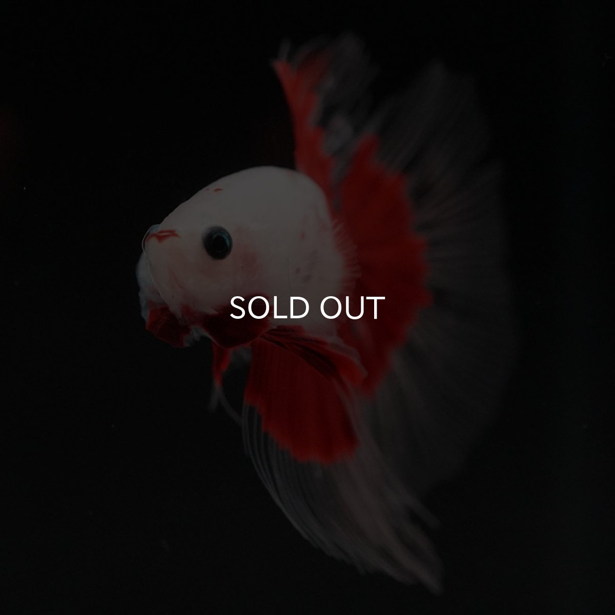 画像4: HM 紅白 クリアフィン (4)