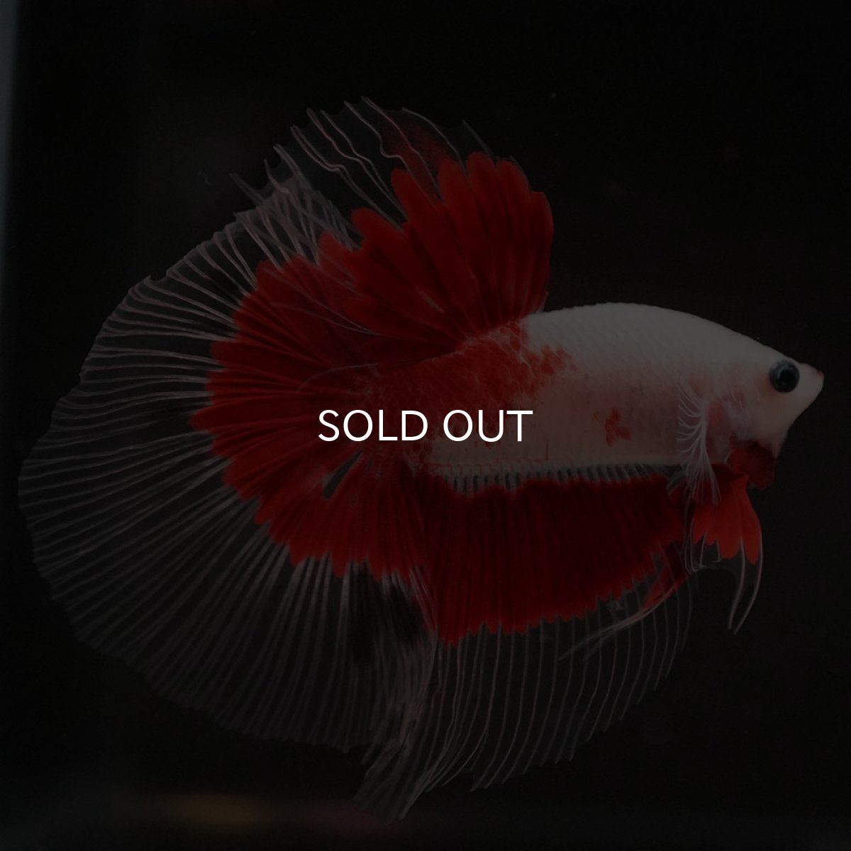 画像10: HM 紅白 クリアフィン (10)