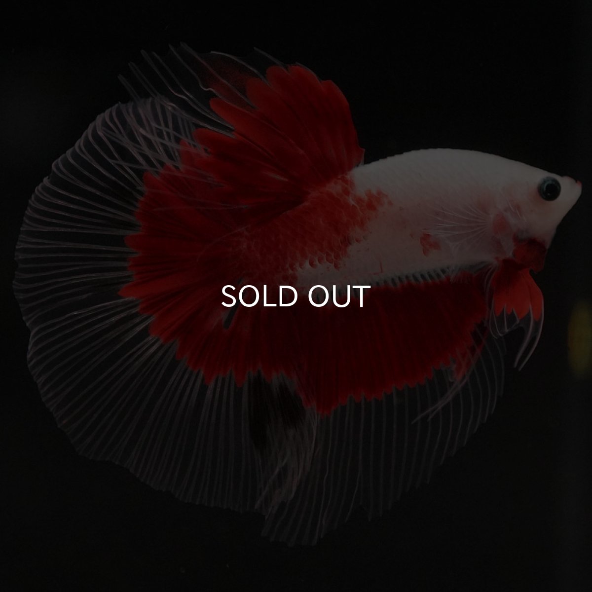 画像2: HM 紅白 クリアフィン (2)