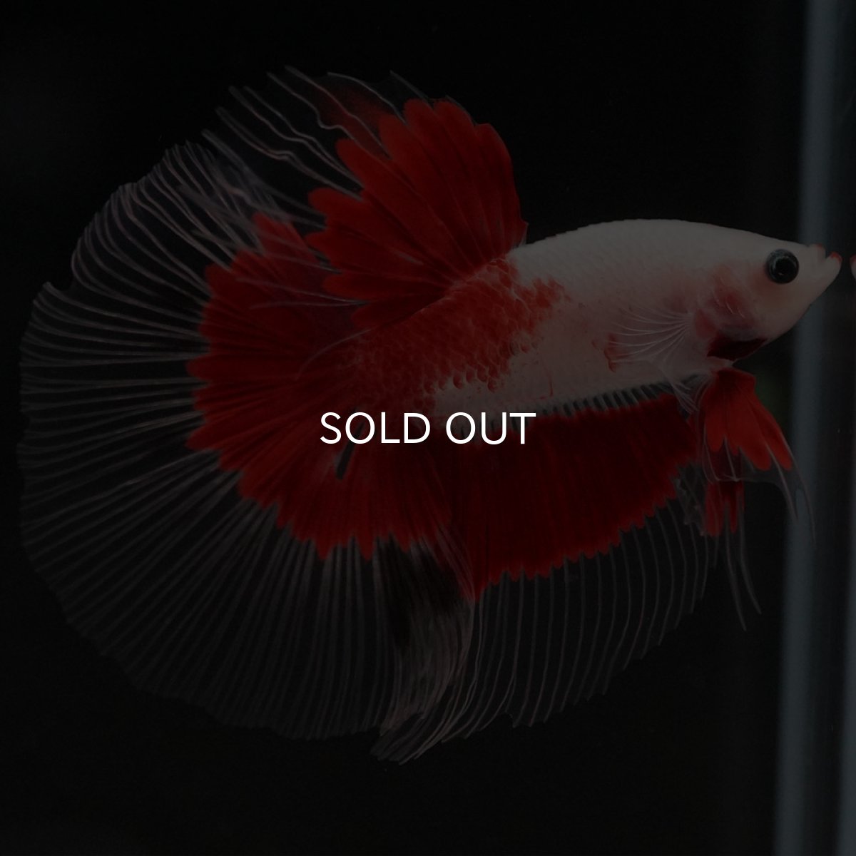 画像8: HM 紅白 クリアフィン (8)