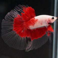 画像8: HM　紅白　クリアフィン (8)