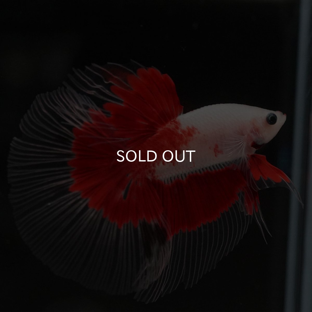 画像6: HM 紅白 クリアフィン (6)