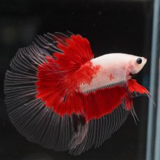 画像6: HM　紅白　クリアフィン (6)