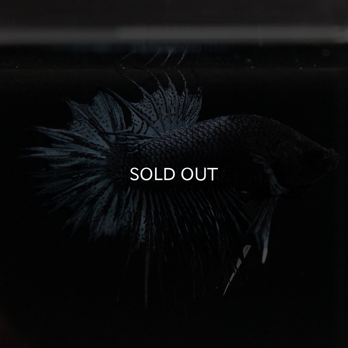 画像3: CTPK ブラックオーキッド (3)