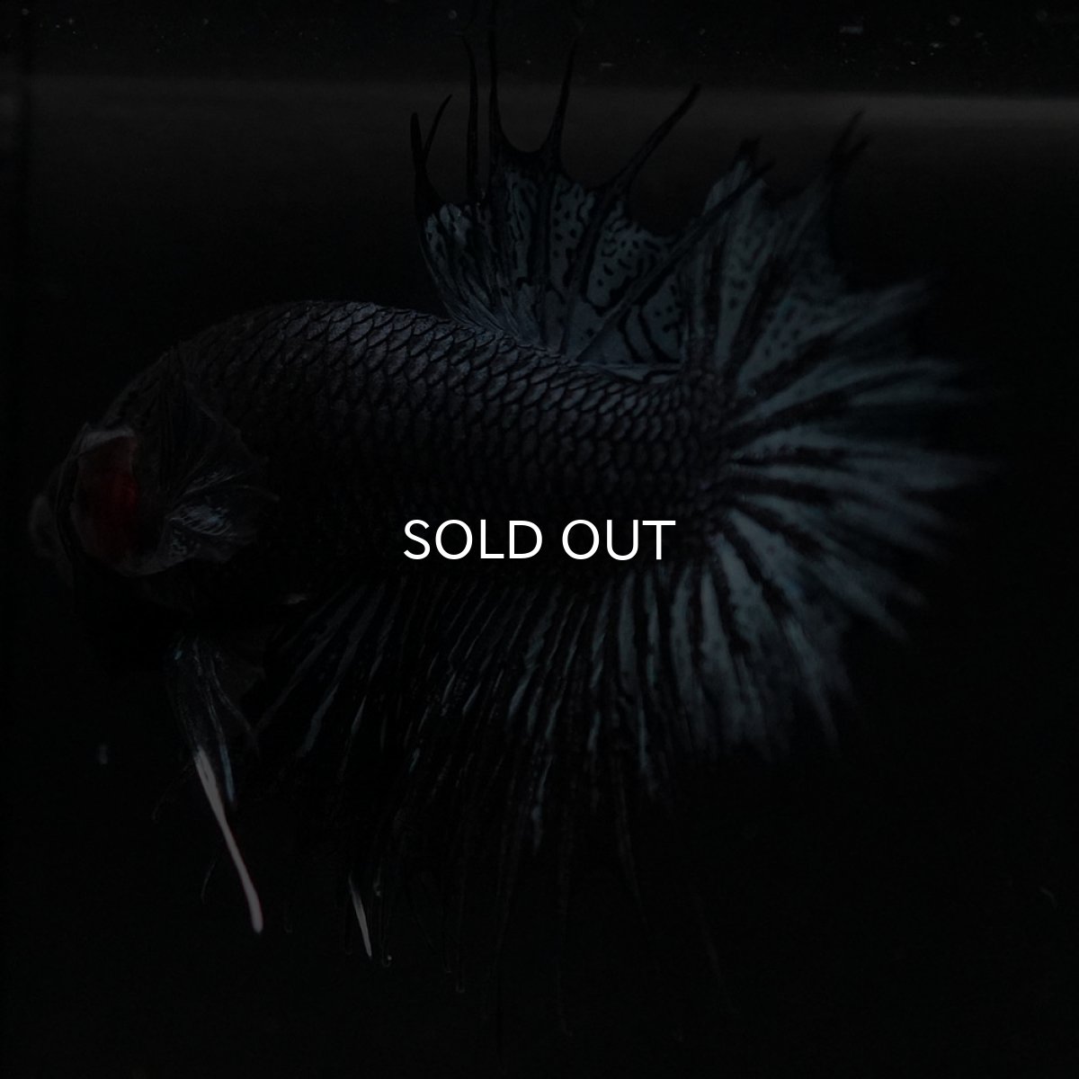 画像8: CTPK ブラックオーキッド (8)