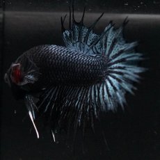 画像8: CTPK　ブラックオーキッド (8)