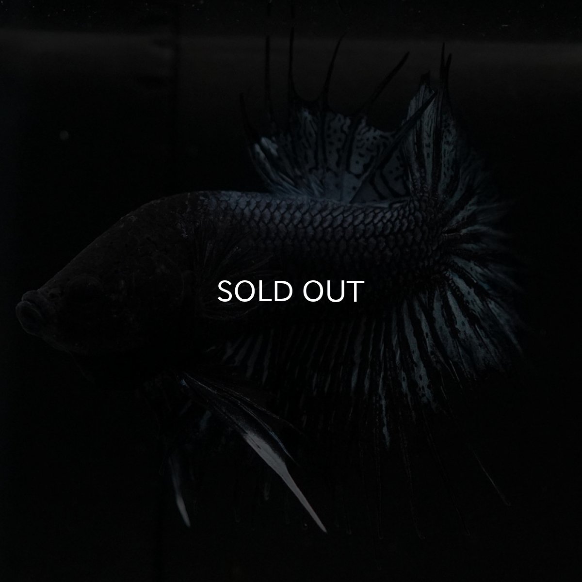 画像2: CTPK ブラックオーキッド (2)