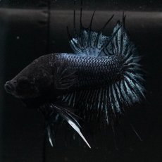 画像2: CTPK　ブラックオーキッド (2)